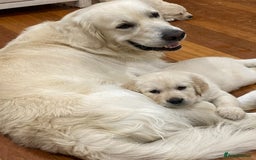 Golden Retriever dogs for sale: Golden Retriever Puppies PUREBRED - Image 5
