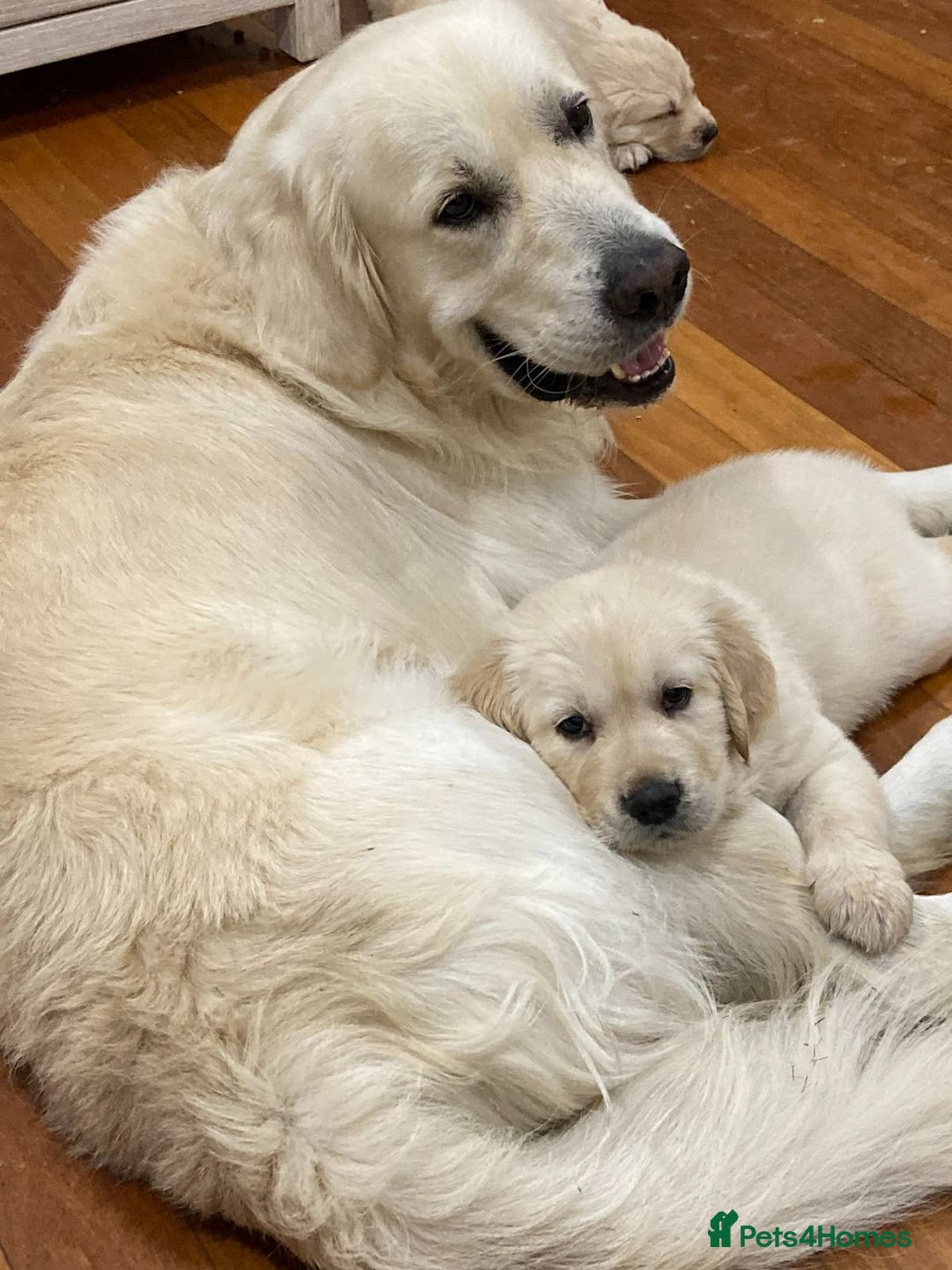 Golden Retriever dogs for sale: Golden Retriever Puppies PUREBRED - Image 5