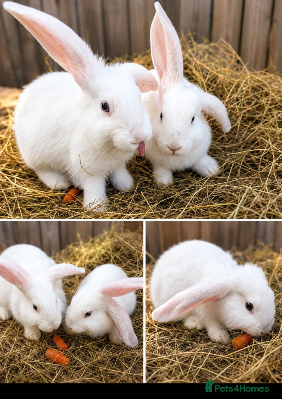 Continental Giant rabbits Continental giant rabbits 7 weeks old  - Advert 15