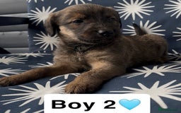 Mixed Breed dogs for sale: Bedlington whippet puppies - Image 17