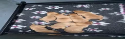 Labrador Retriever dogs for sale: Beautiful KC Registered Fox Red Labrador Puppies  - Advert 1