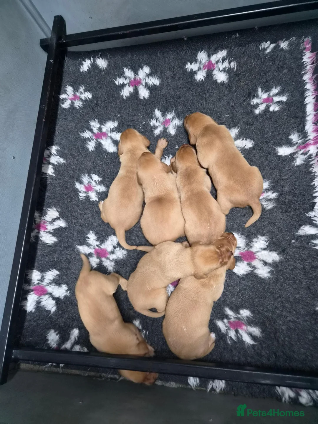 Labrador Retriever dogs for sale: Beautiful KC Registered Fox Red Labrador Puppies  - Advert 1