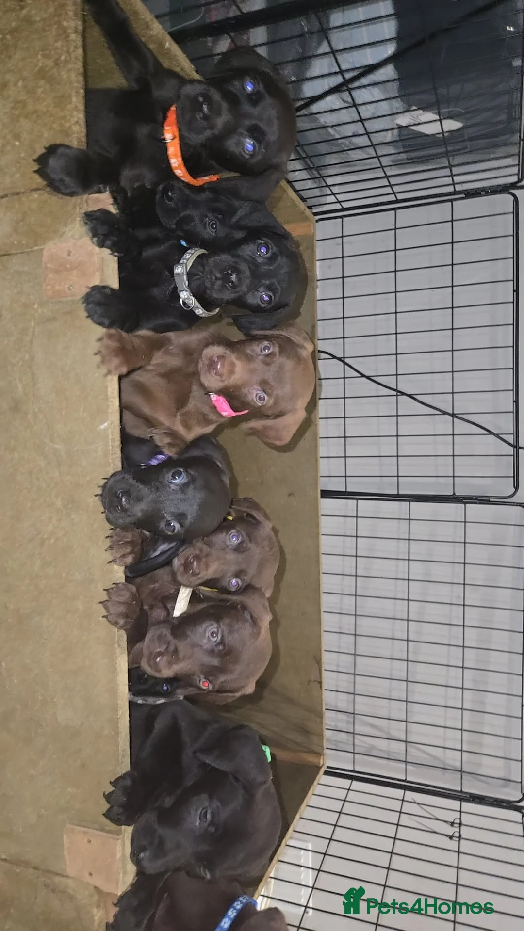 Mixed Breed dogs for sale: Doberman x Weimaraner Cross - Advert 21