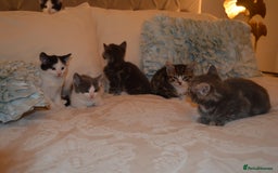 Mixed Breed cats for sale: 6 Adorable Playful Kittens for Sale - Image 33