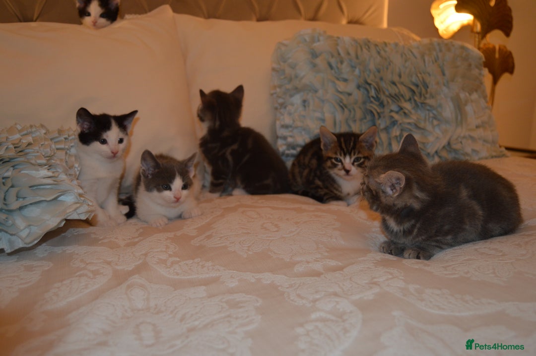 Mixed Breed cats for sale: 6 Adorable Playful Kittens for Sale - Image 33