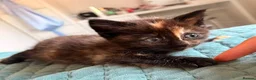 Mixed Breed cats for sale: Playful & loving kittens looking for new homes ❤️ - Advert 3