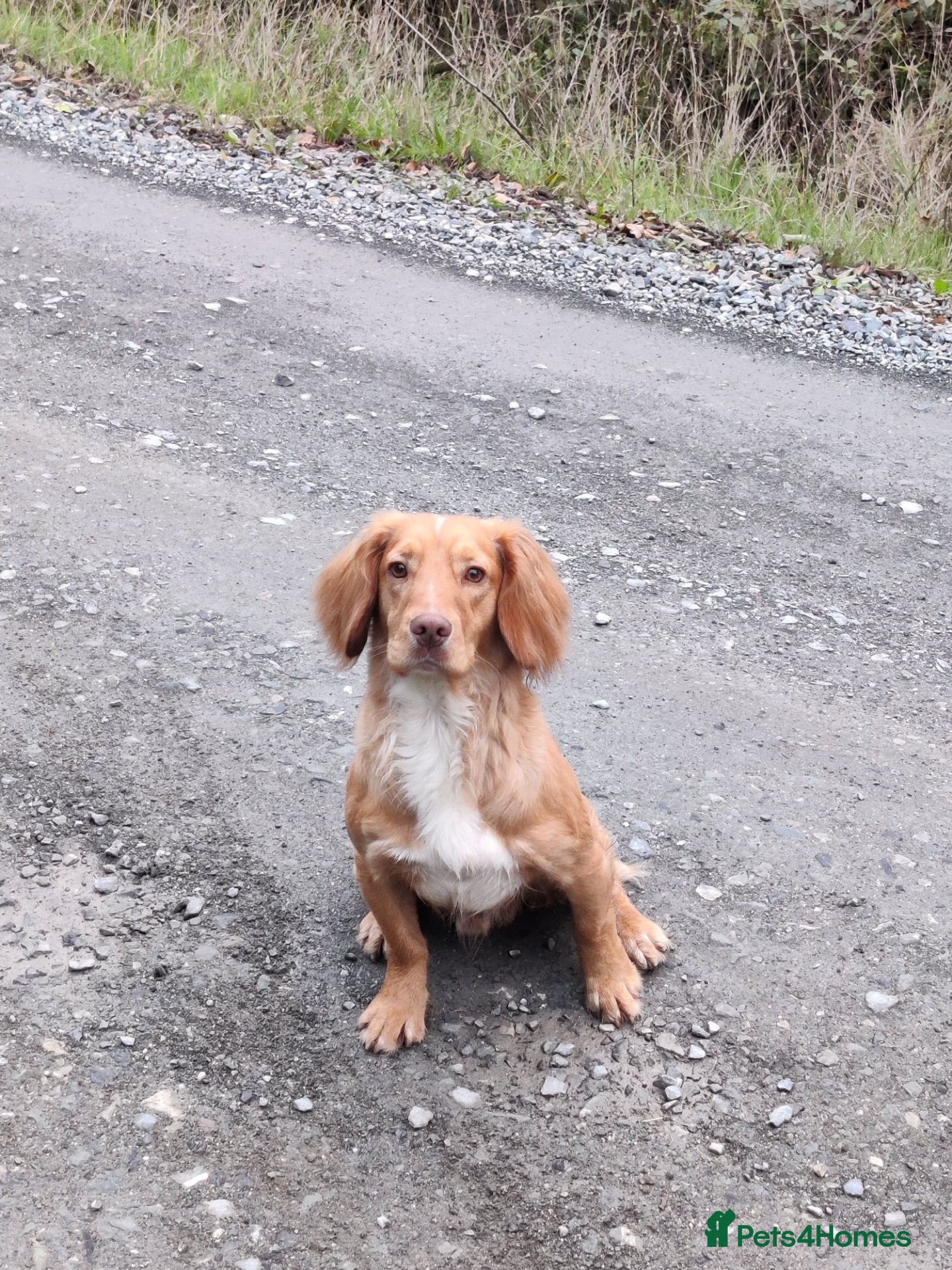 Cocker Spaniel dogs Proven KC Golden Cocker Dog in Winkleigh - Advert 1