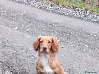 Cocker Spaniel dogs Proven KC Golden Cocker Dog in Winkleigh - Advert 12