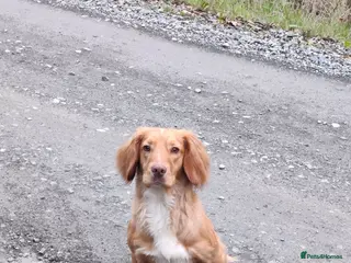 Cocker Spaniel dogs Proven KC Golden Cocker Dog in Winkleigh - Advert 15