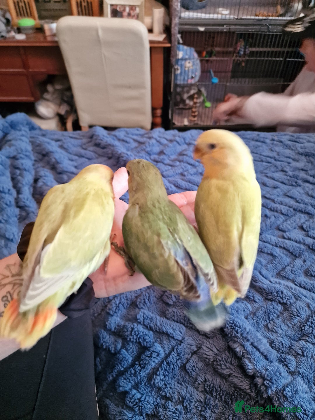 Lovebirds birds for sale: Hand Reared Peach Faced Lovebird Babies - Image 5