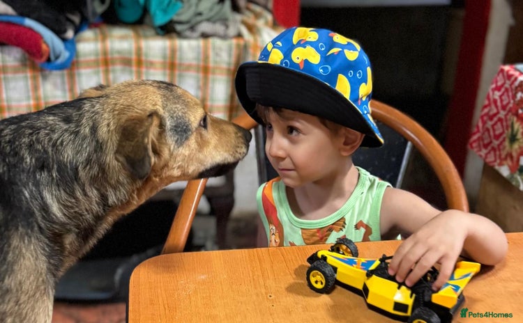 Mixed Breed dogs - Advert 1