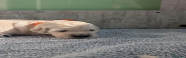 Golden Retriever 3