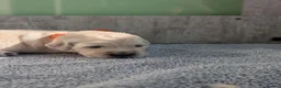Golden Retriever dogs for sale: Bella’s Golden Gems - Advert 24