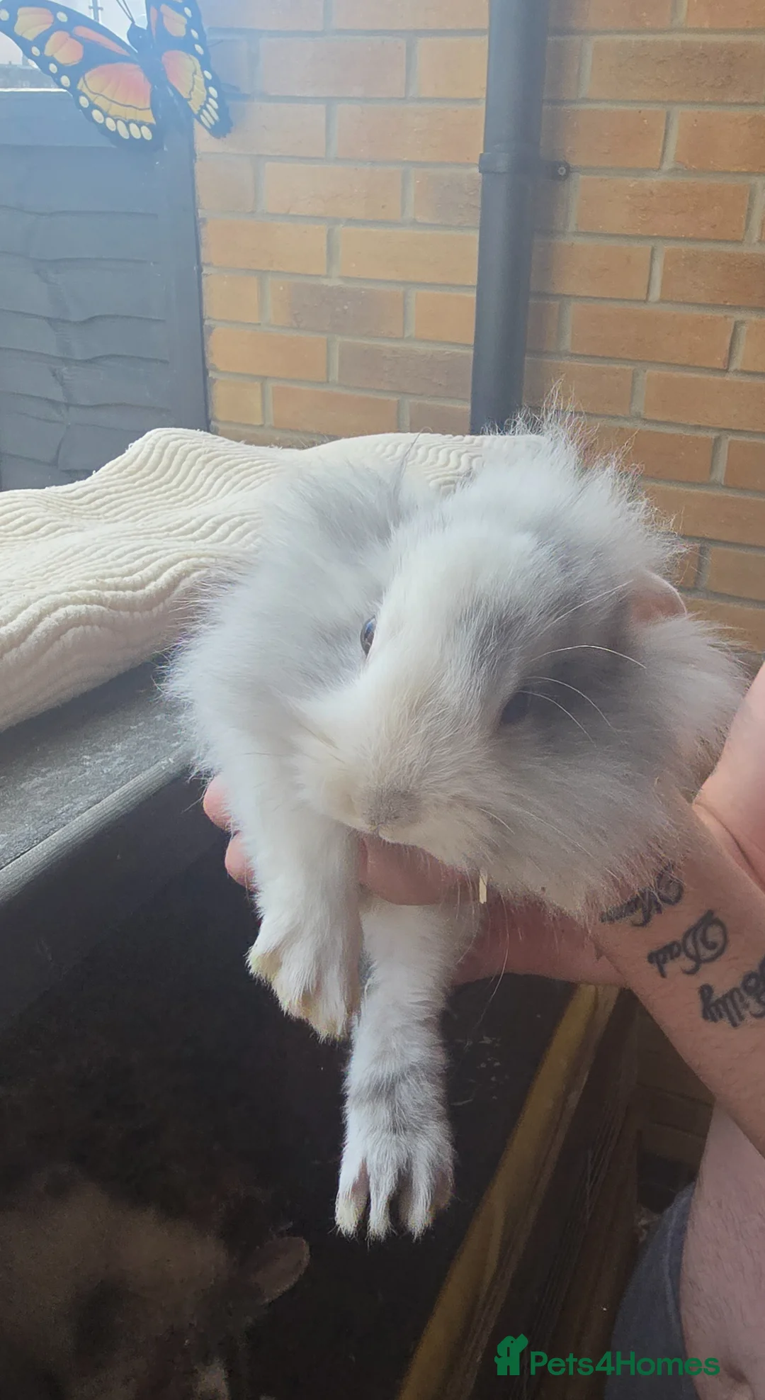 Lionhead rabbits for sale: Lionhead babies - Advert 3