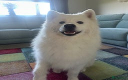 Samoyed dogs for sale: Samoyed looking for his forever home - Image 3