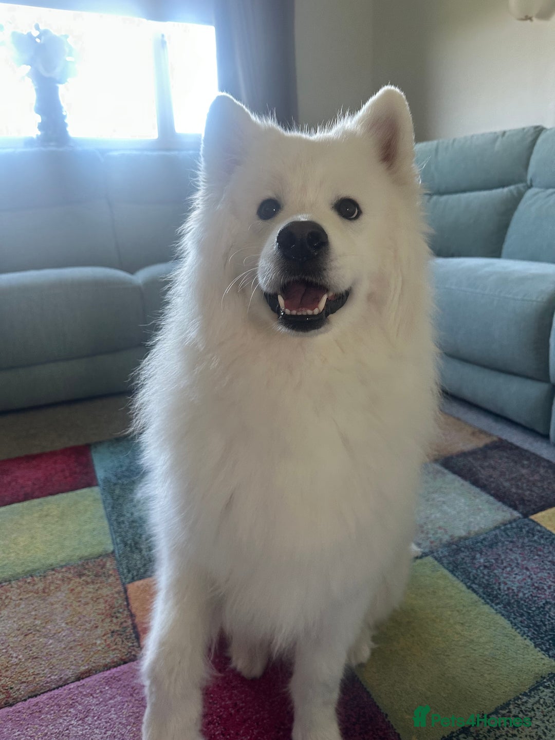Samoyed dogs for sale: Samoyed looking for his forever home - Image 3