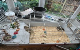 Guinea Pig rodents for sale: 2 x girl gunipgs - Advert 1
