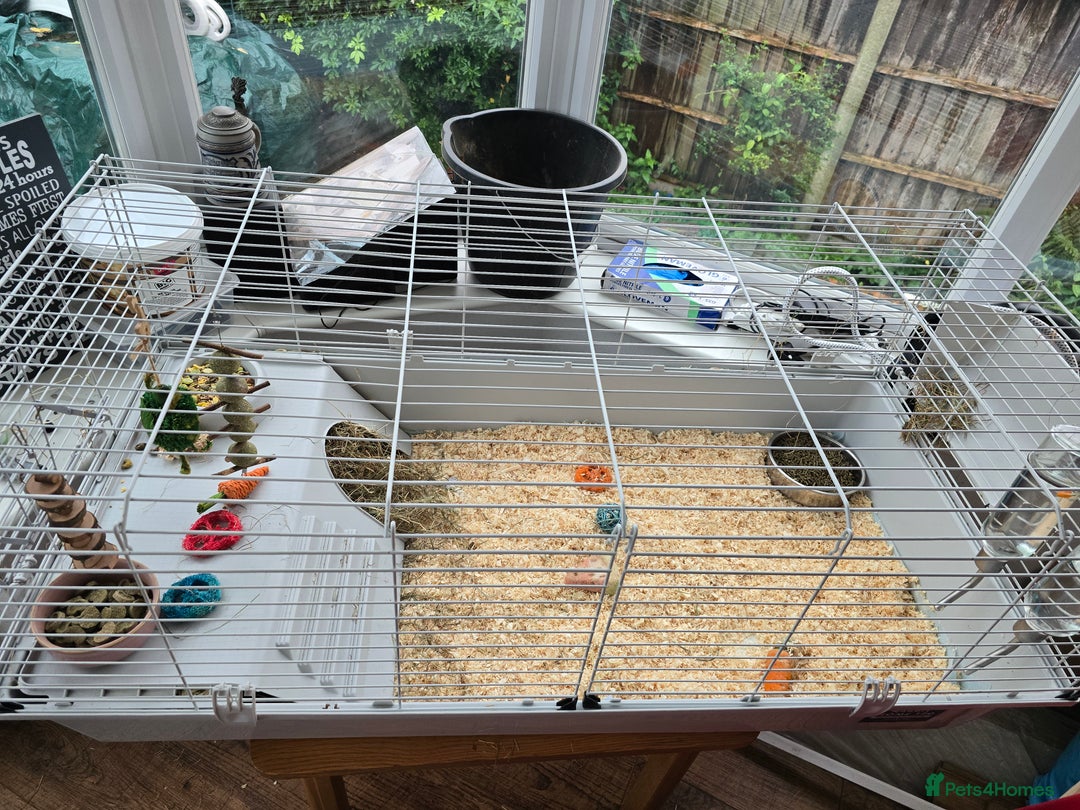 Guinea Pig rodents for sale: 2 x girl gunipgs - Advert 1