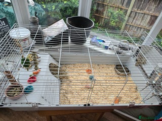 Guinea Pig rodents for sale: 2 x girl gunipgs - Advert 1