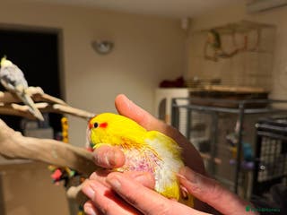 Budgerigars birds Beautiful Kakariki for sale!!! - Advert 13