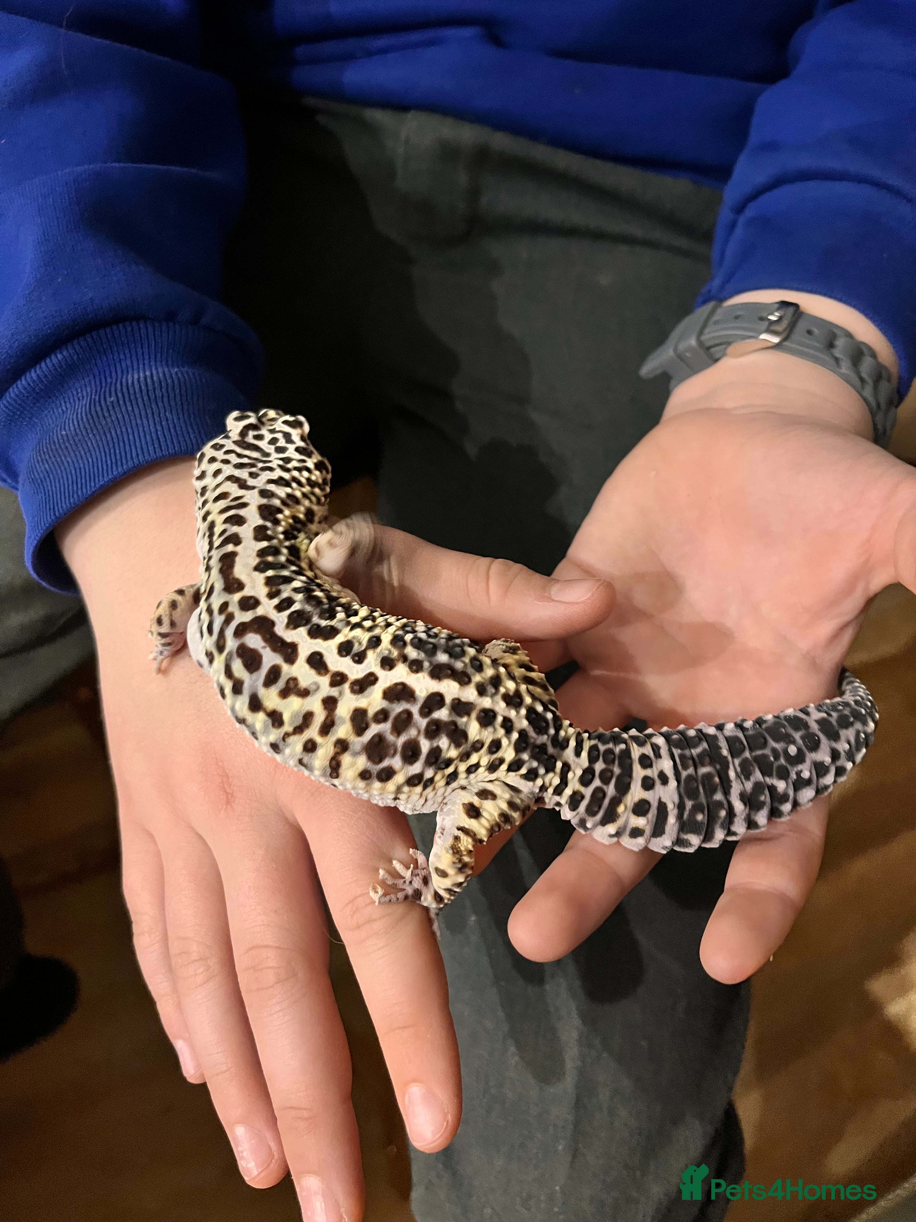 Gecko reptiles Leopard Gecko For Sale - Advert 11