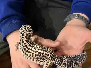 Gecko reptiles Leopard Gecko For Sale - Advert 12