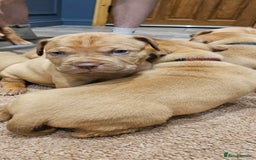 Dogue De Bordeaux dogs for sale: Dogue de bordeaux puppiesgor sale - Image 8