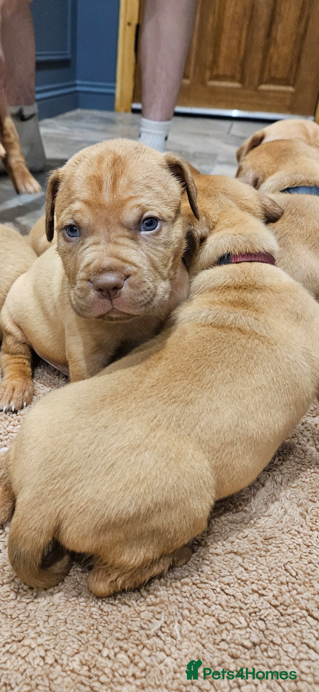 Dogue De Bordeaux dogs for sale: Dogue de bordeaux puppiesgor sale - Image 8