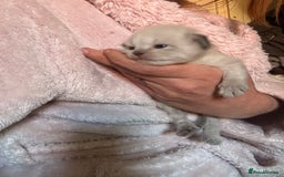 Perdoll cats for sale: Beautiful perdoll babies - Image 6