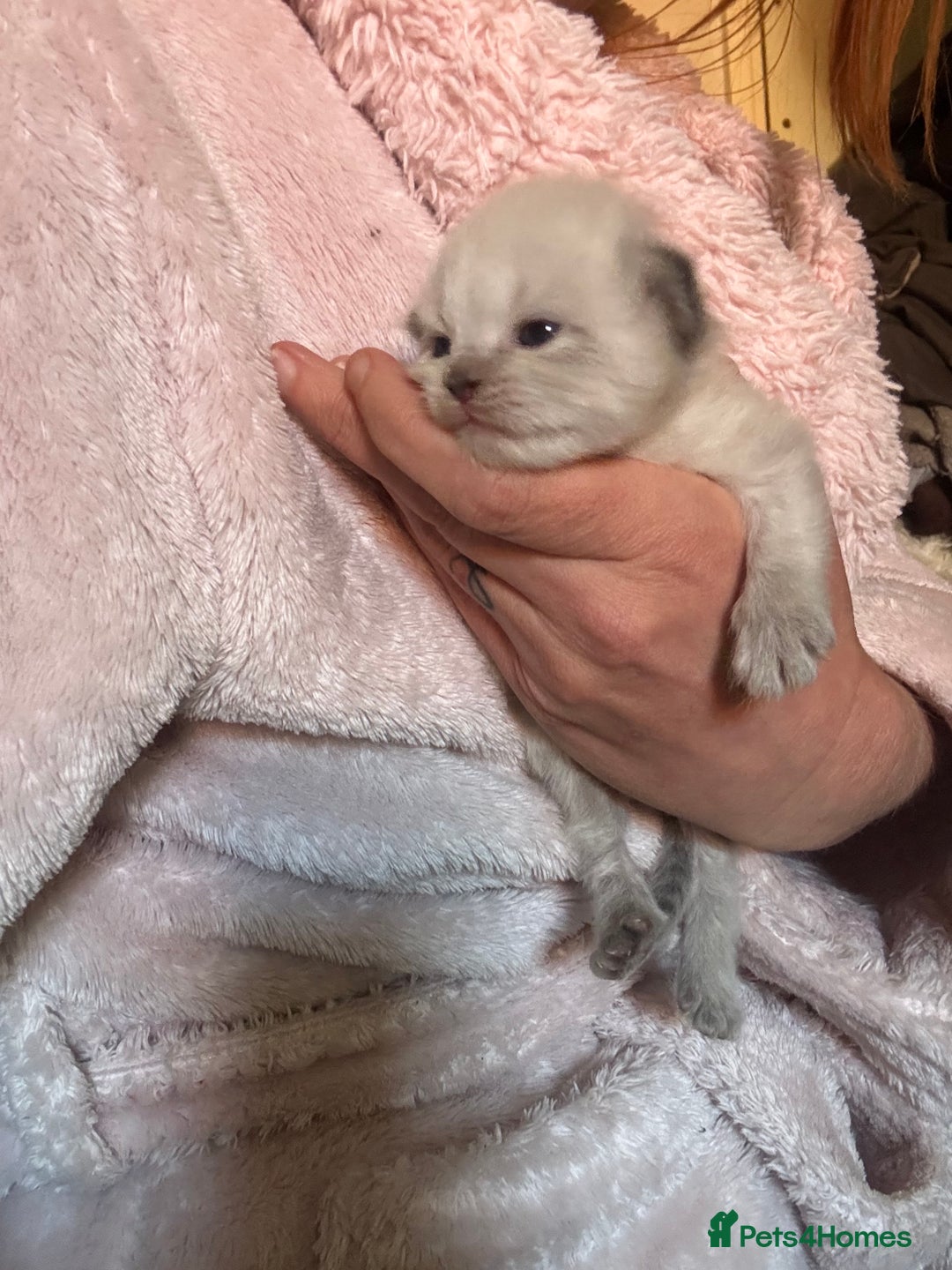 Perdoll cats for sale: Beautiful perdoll babies - Image 6