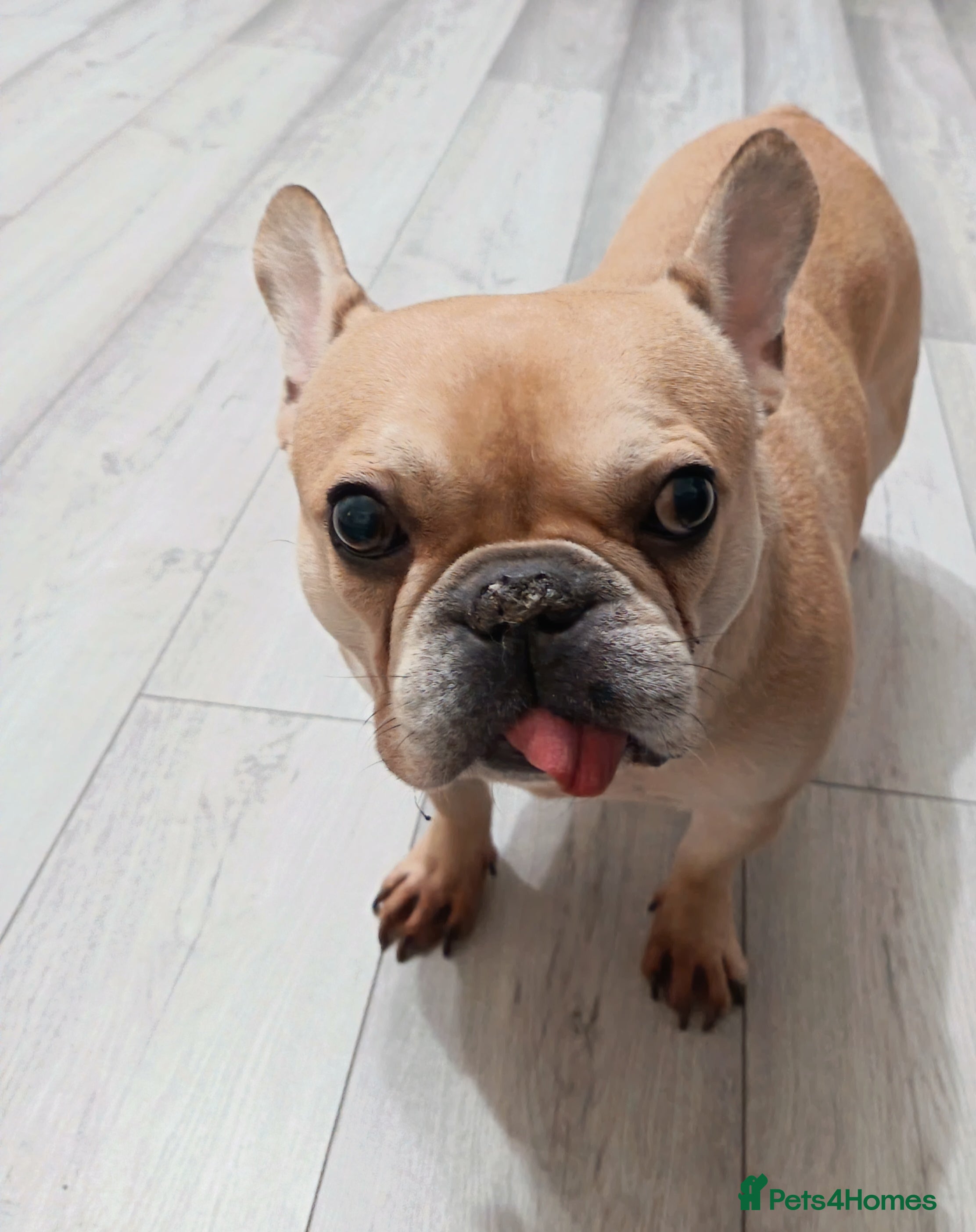 French Bulldog dogs French bulldog - Advert 2