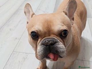 French Bulldog dogs French bulldog - Advert 16