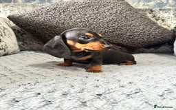 Miniature Dachshund dogs for sale: Miniature Dachshund Boys Ready Now  - Image 1