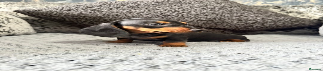 Miniature Dachshund Puppy 1