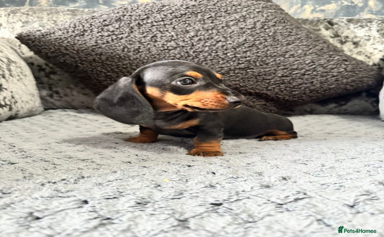 Miniature Dachshund dogs - Advert 1