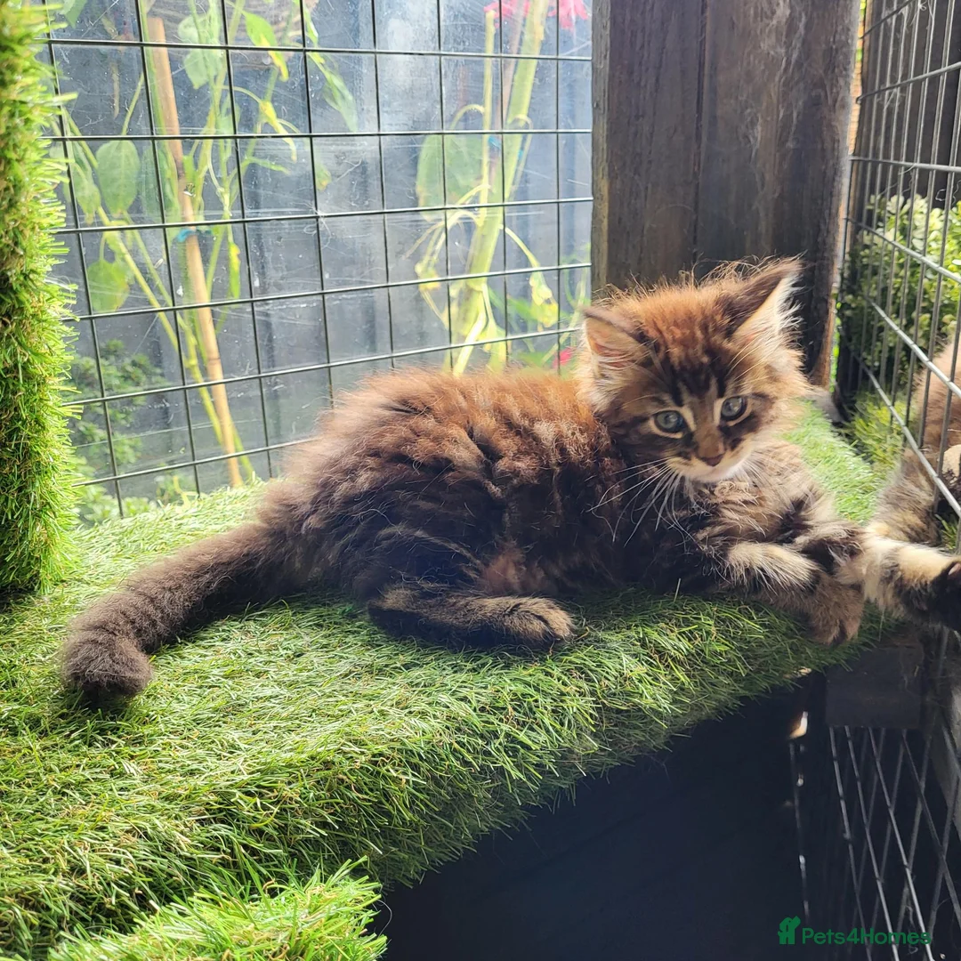 Maine Coon cats for sale: Pedigree Maine Coon kittens - Advert 7