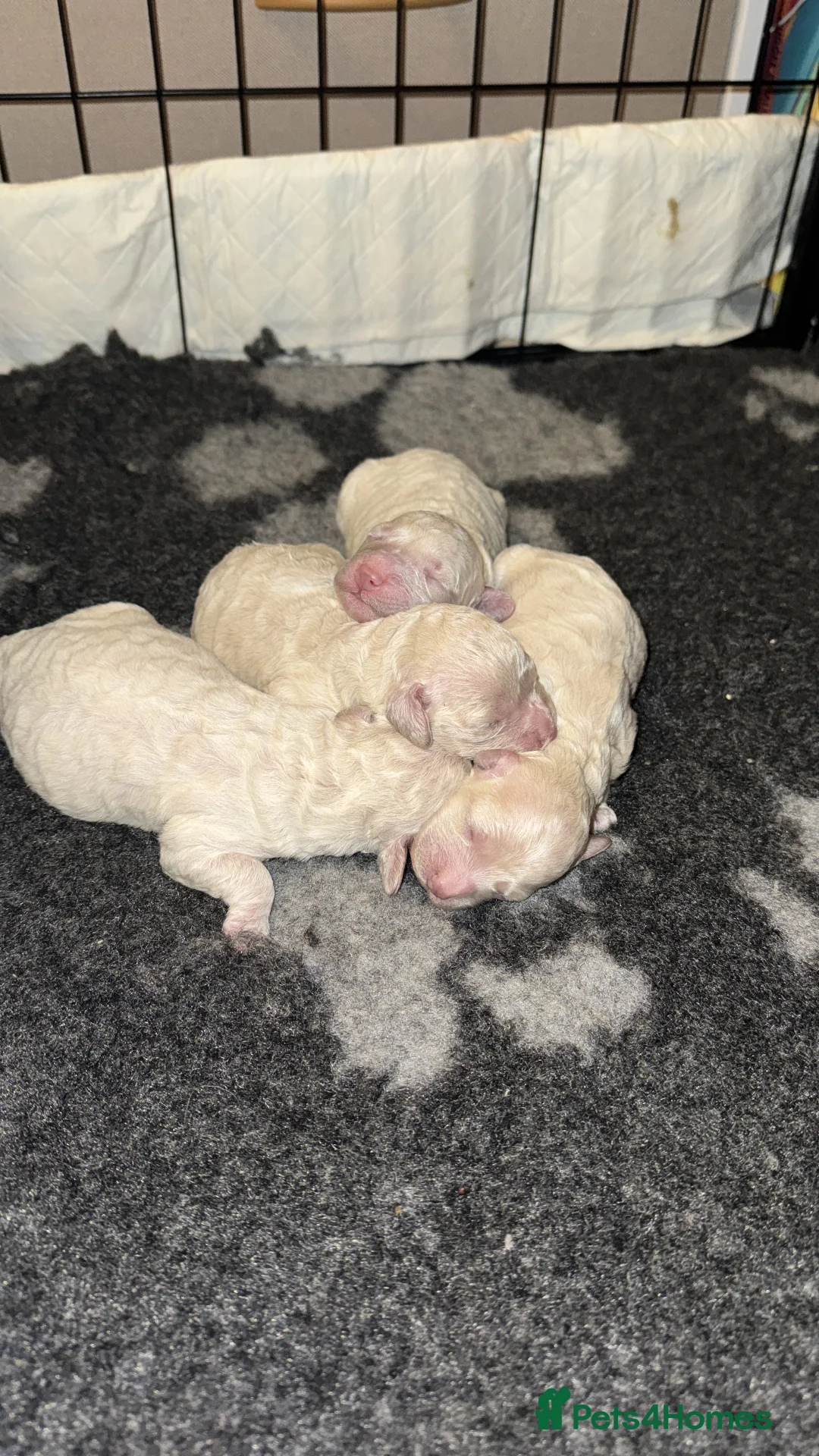 Poochon dogs for sale: Poochon puppies  - Advert 4