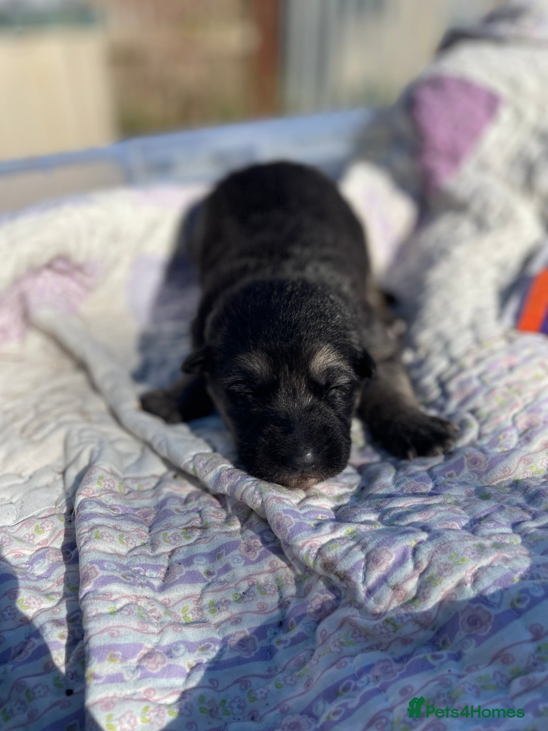 German Shepherd dogs for sale: German Shepherd pups - Image 20