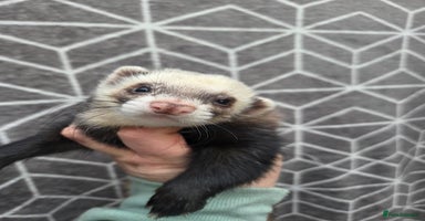 Ferret rodents 4 stunning ferrets looking for new homes - Advert 5
