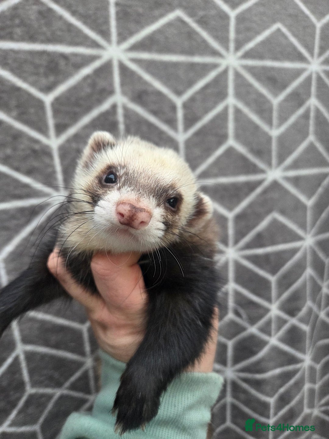 Ferret rodents for sale: 4 stunning ferrets looking for new homes - Advert 2