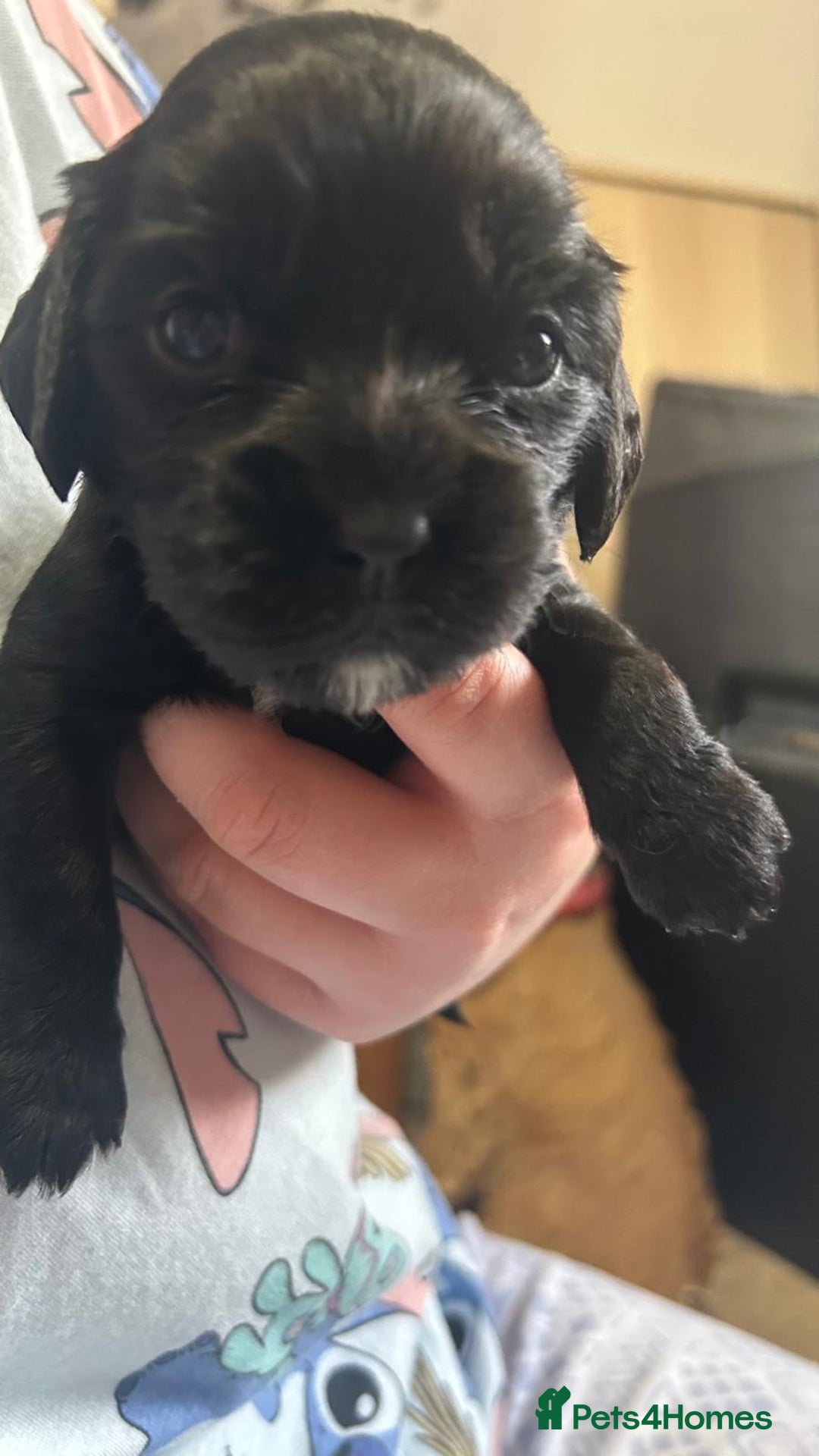 Cockalier dogs for sale: Cocker spaniel - Advert 4