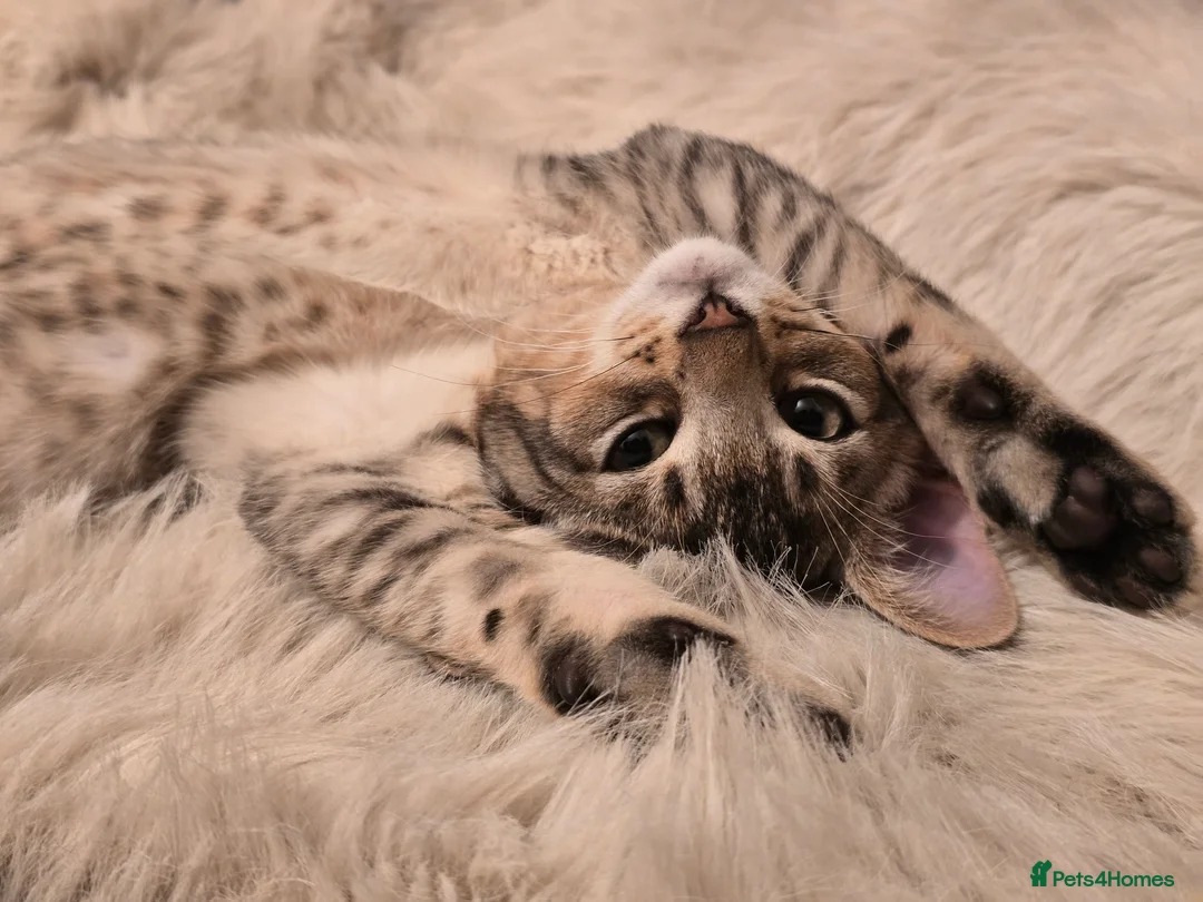 Abyssinian cats for sale: Stunning Kittens – Not to Miss - Advert 21