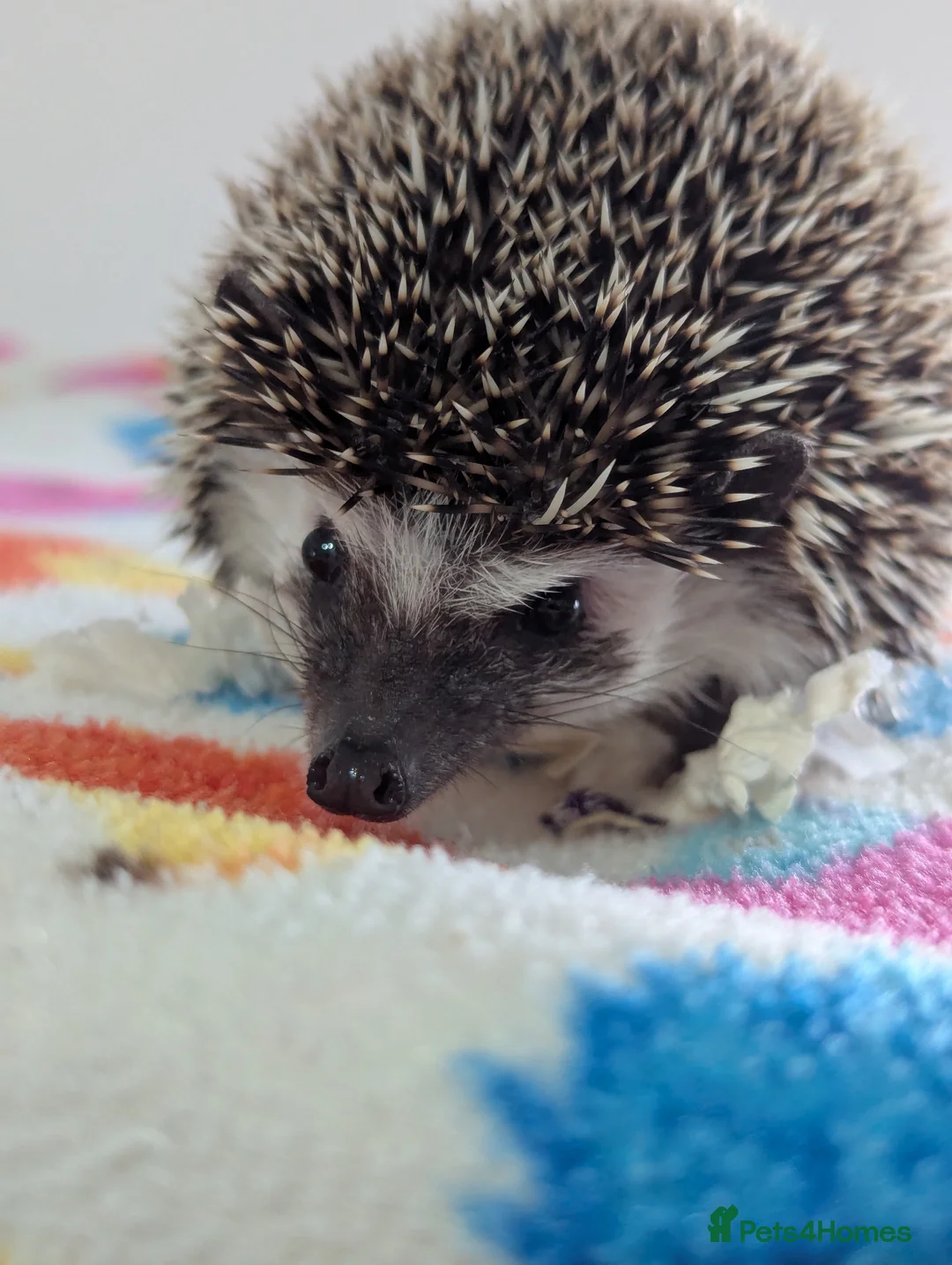 Pygmy Hedgehog rodents for sale: Beautiful Female Hoglet /Ready Now/Reduced!! - Advert 9