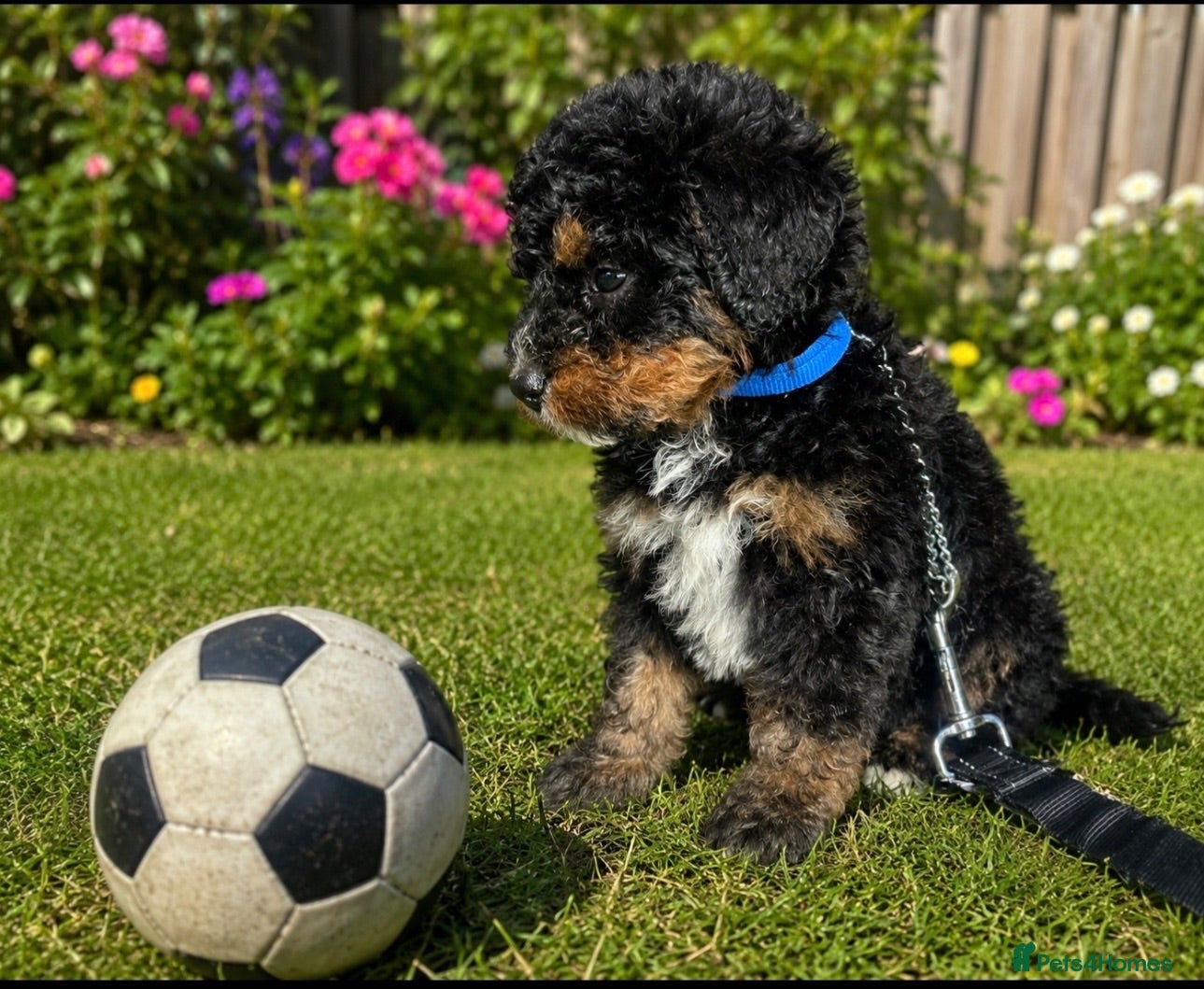 Bernedoodle dogs F1 STANDARD BERNADOODLES LAST 2 B/W GIRLS REDUCED - Advert 1