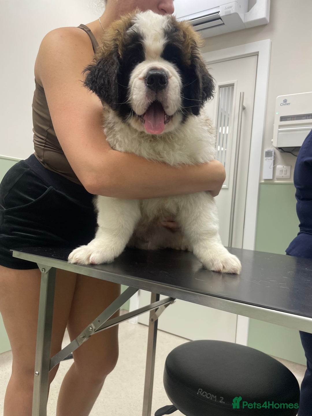 Saint Bernard dogs for sale: Saint Bernard puppies. Ready to leave  - Image 4
