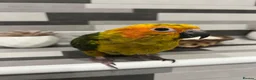 Mixed Breed birds for sale: Beautiful Hand-Reared Sun Conure Babies – Weaned  - Advert 6
