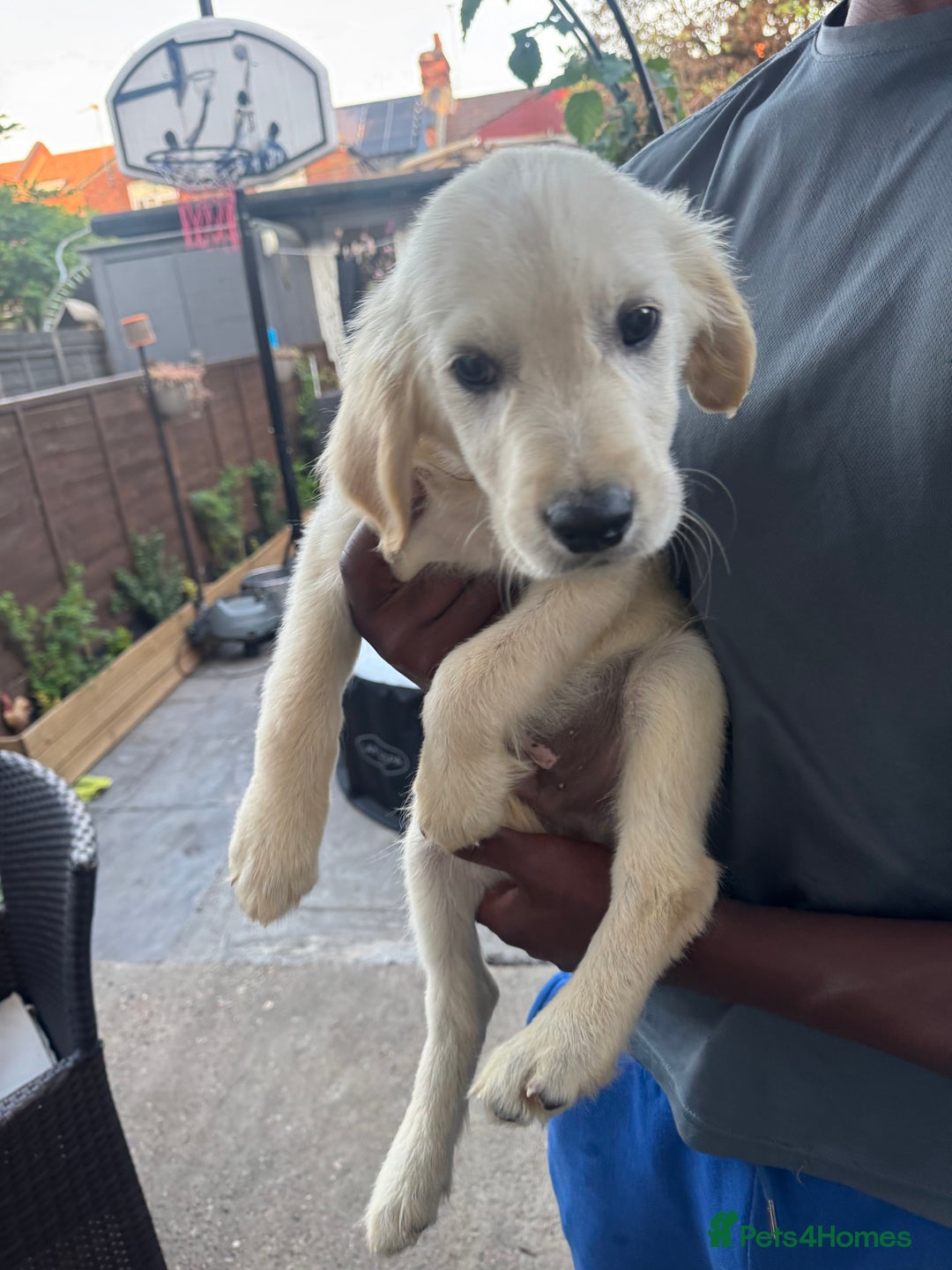 Golden Retriever dogs for sale: Beautiful April Fools Day Golden Retriever Puppies - Image 8