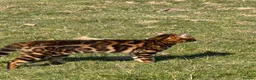 Bengal cats for sale: Exceptional Bengal Heritage Kittens in Llangammarch Wells - Advert 3