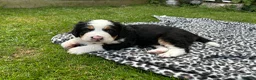 Bernedoodle dogs for sale: Gorgeous tri-colour Bernedoodle puppies  - Advert 7