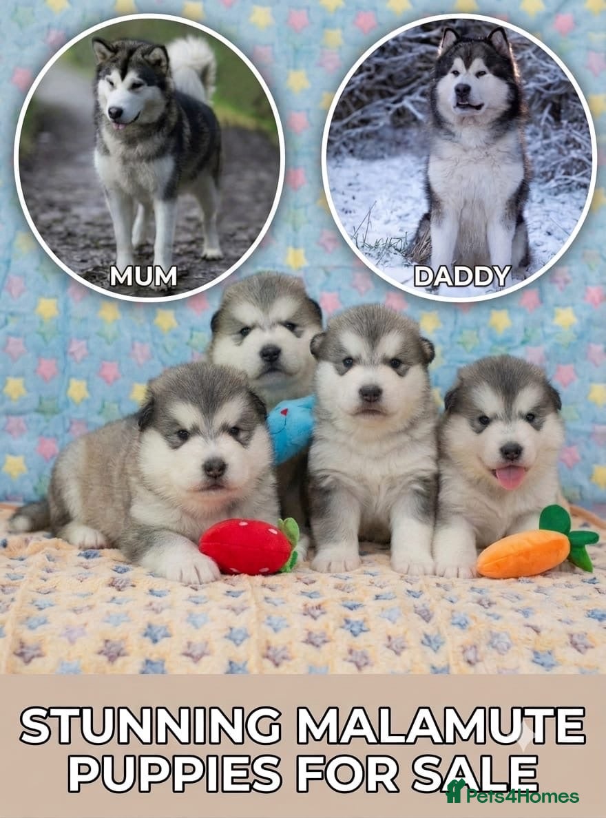 Alaskan Malamute dogs for sale: Pedigree Alaskan Malamute puppies  - Advert 1